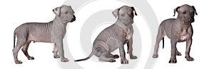 Hairless xoloitzcuintle puppies