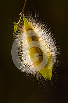 Hairly Caterpillar