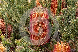 Hairpin Banksia. Yellow, orange and red flower spikes, green needle leaves.