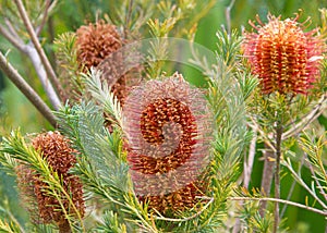 Hairpin banskia flower cones blooming