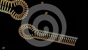 Hairpin RNA, Small interfering RNA or siRNA or short interfering RNA or silencing RNA