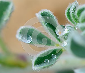 Hairs and drops