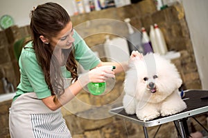 hairspray for hairstyle. Dog gets hair cut at Pet Spa Grooming Salon. Closeup of Dog. groomer concept