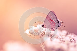 Hairstreak Butterfly On Flower
