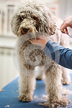 Hairstyle Barbe dog photo