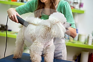 Hairstyle on white poodle. Dog gets hair cut at Pet Spa Grooming Salon. Closeup of Dog. groomer concept.the dog has a haircut.