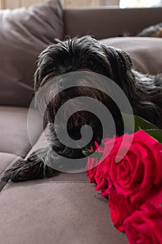 Hairy adorable cairn terrier lying down on couch with red roses. Small longhaired fluffy dog in flowers at home