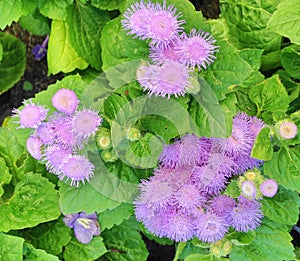 Hairy Ageratum Houstonianum floss flowers