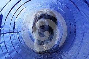 Hairy agility dog in the tunnel