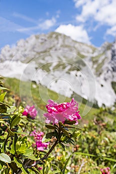 Hairy Alpenrose mountain in Background in the Alps in Austria photo