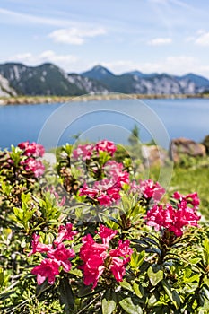 Hairy Alpenrose near lake with Julian Alps in the background photo