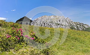 Hairy Alpenrose with old stone hut and mountain Gartnerkofel photo