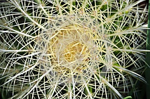 Hairy areole of a cacti photo