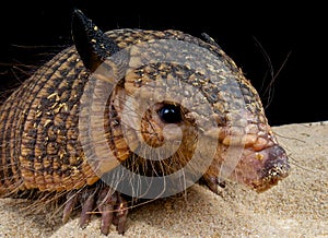 Hairy armadillo