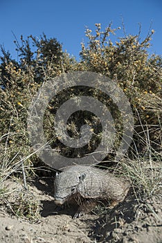 Hairy Armadillo, in desert environment,