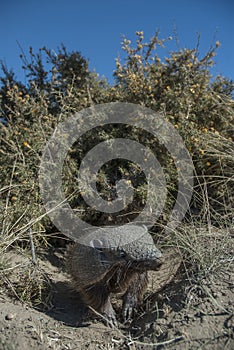 Hairy Armadillo, in desert environment,