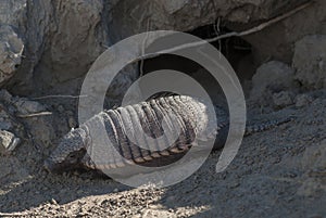 Hairy Armadillo, in desert environment,