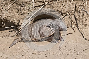 Hairy Armadillo, in desert environment,