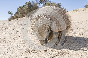 Hairy Armadillo, in desert environment, Peninsula Valdes,