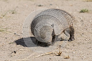 Hairy Armadillo, in desert environment, Peninsula Valdes,