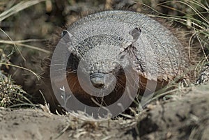 Hairy Armadillo, in desert environment, Peninsula Valdes,