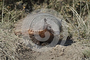 Hairy Armadillo, in desert environment, Peninsula Valdes,