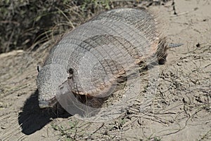 Hairy Armadillo, in desert environment, Peninsula Valdes,