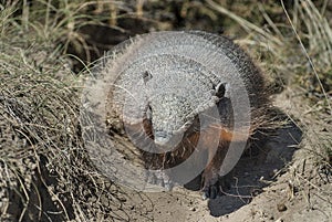 Hairy Armadillo, in desert environment, Peninsula Valdes,