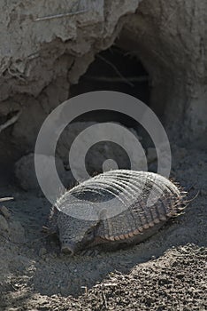 Hairy Armadillo, in desert environment, Peninsula Valdes,