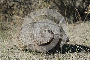 Hairy Armadillo, in desert environment, Peninsula Valdes,