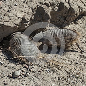 Hairy Armadillo, in desert environment, Peninsula Valdes,