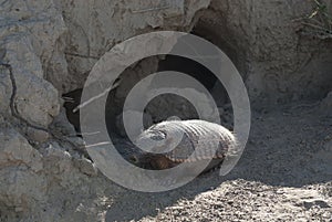 Hairy Armadillo, in desert environment, Peninsula Valdes,