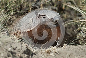 Hairy Armadillo, in desert environment, Peninsula Valdes,