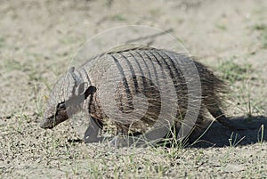 Hairy Armadillo, in desert environment, Peninsula Valdes,