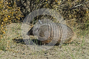 Hairy Armadillo, in desert environment, Peninsula Valdes,