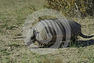 Hairy Armadillo, in desert environment, Peninsula Valdes,