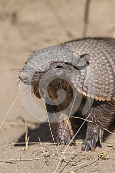 Hairy Armadillo, in desert environment, Peninsula Valdes, Patagonia, Argentina