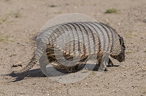 Hairy Armadillo, in desert environment, Peninsula Valdes, Patagonia, Argentina