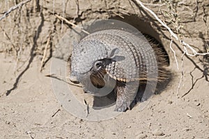 Hairy Armadillo, in desert environment, photo