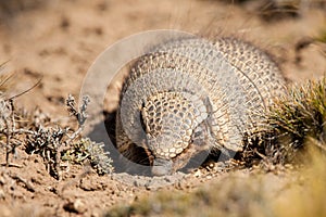 Hairy Armadillo