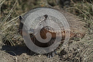 Hairy Armadillo, in grassland environment, Peninsula Valdes,