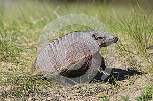 Hairy Armadillo, in grassland environment, Peninsula Valdes,