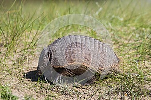 Hairy Armadillo, in grassland environment, Peninsula Valdes,