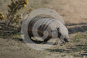 Hairy Armadillo, in grassland environment, Peninsula Valdes,