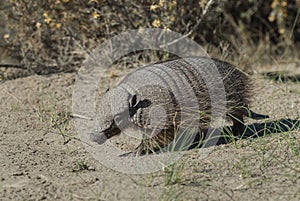 Hairy Armadillo, in grassland environment, Peninsula Valdes,