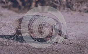 Hairy Armadillo, in grassland environment, Peninsula Valdes,