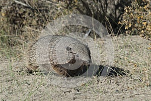 Hairy Armadillo, in grassland environment, Peninsula Valdes,