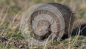 Hairy Armadillo, in grassland environment, Peninsula Valdes,