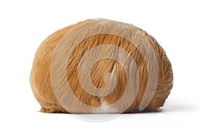 Hairy backview of a guinea Pig on white background