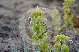 Hairy Ballota. Macro photography. Kazakhstan. Desert near Lake Balkhash. Summer